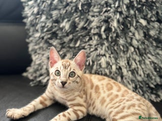 Bengal cats - Advert 35