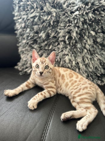 Bengal cats - Advert 3