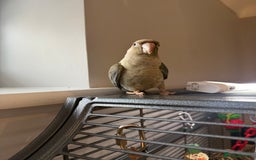 Conures birds for sale: Baby Hand Reared Conures 18 weeks Old - Image 6
