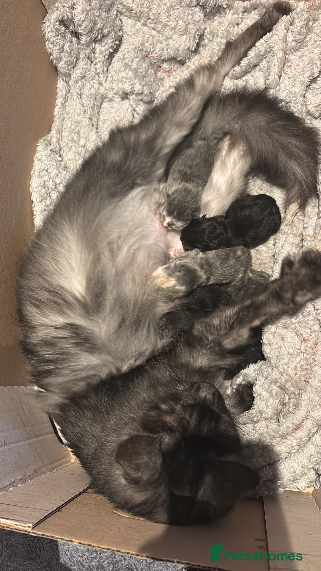 Mixed Breed cats for sale: Mainecoon cross kittens - Advert 6