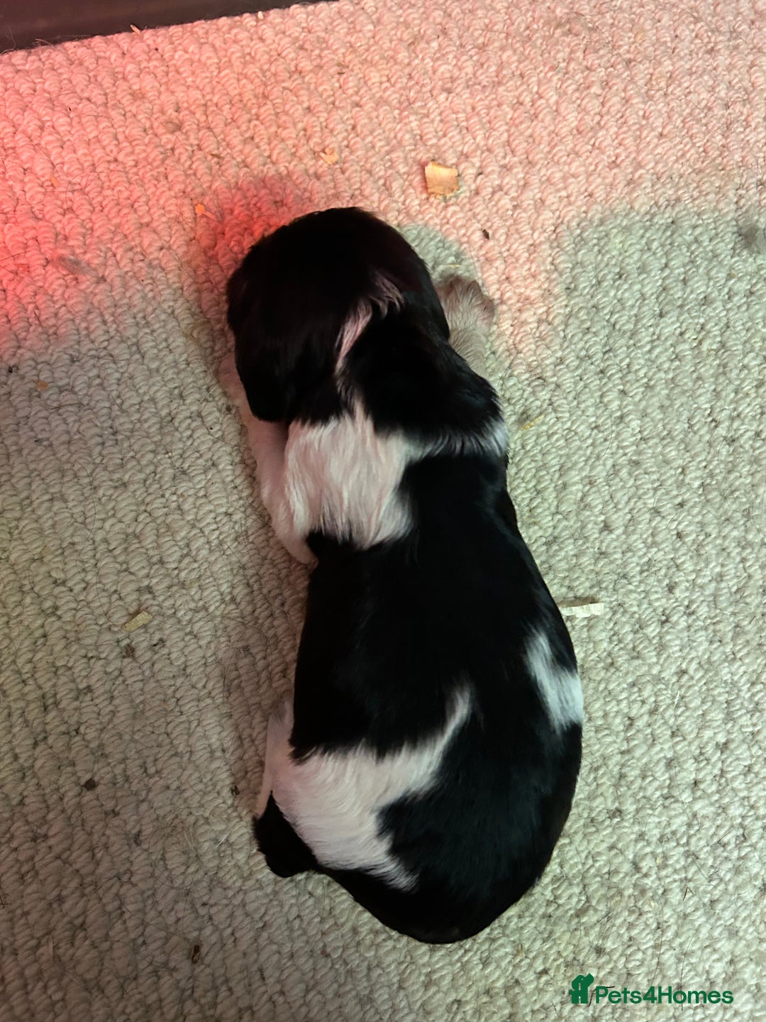 English Springer Spaniel dogs for sale: Springer Spaniel Puppies for sale  - Image 5