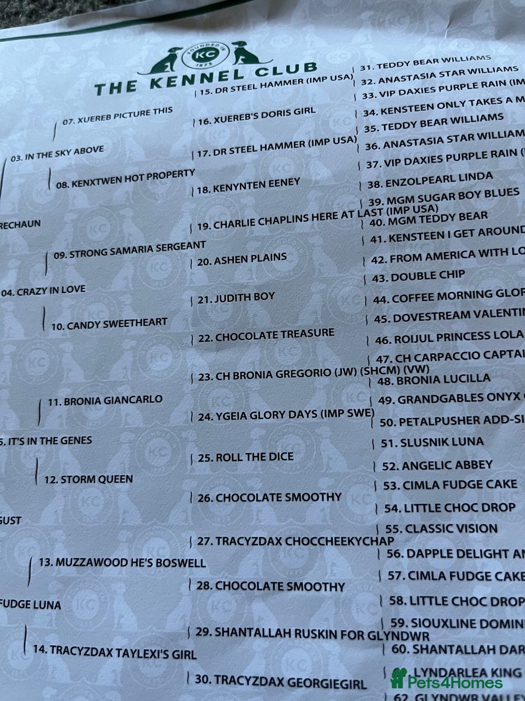 Miniature Dachshund dogs for sale: Kc pra clear Dachshund girl - Advert 9