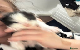 Maine Coon cats for sale: Maine coon x - Image 9