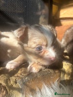 Chihuahua dogs - Advert 8