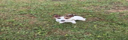 Jack Russell dogs for sale: 2 wired haired Jack Russels - Advert 3