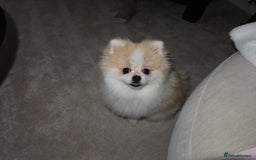 Pomeranian dogs for sale: Teddy bear Pomeranian- show style    - Image 6