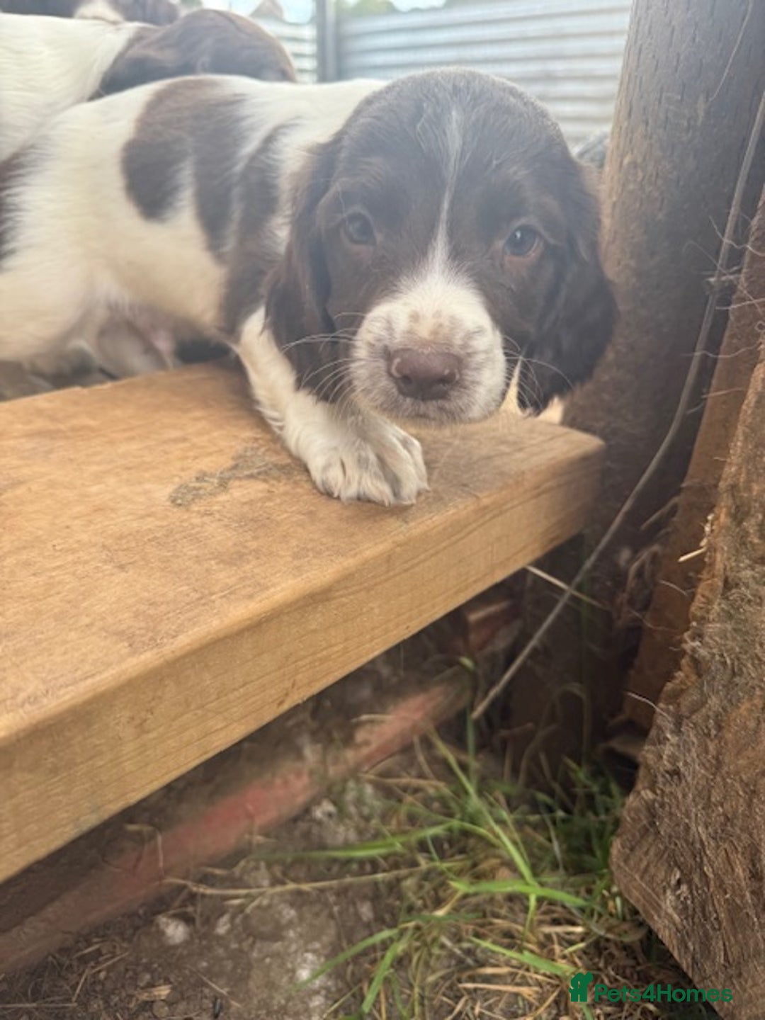 English Springer Spaniel dogs for sale: Beautiful pedigree springer spaniels  - Image 17