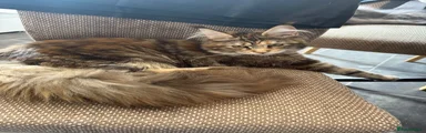 Maine Coon 2