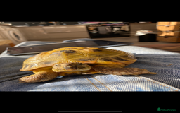 Tortoise reptiles for sale: Horsefield tortoise  - Image 1