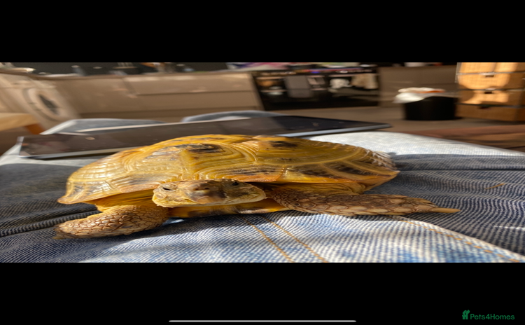 Tortoise reptiles - Advert 4