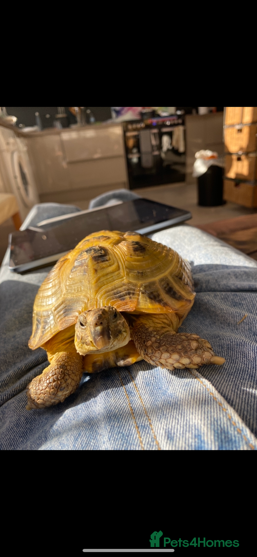 Tortoise reptiles for sale: Horsefield tortoise  - Image 1