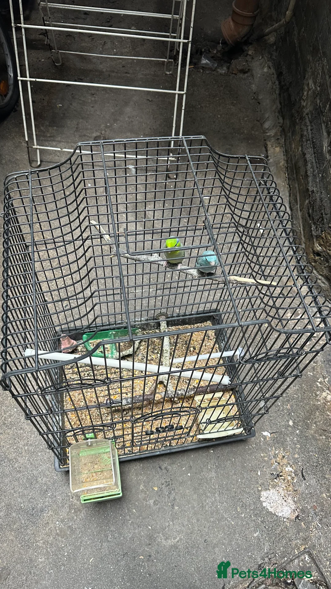 Parrots birds for sale: Bonded pair of Pacific Parrotlets (Blue & Pastel) in London - Advert 2