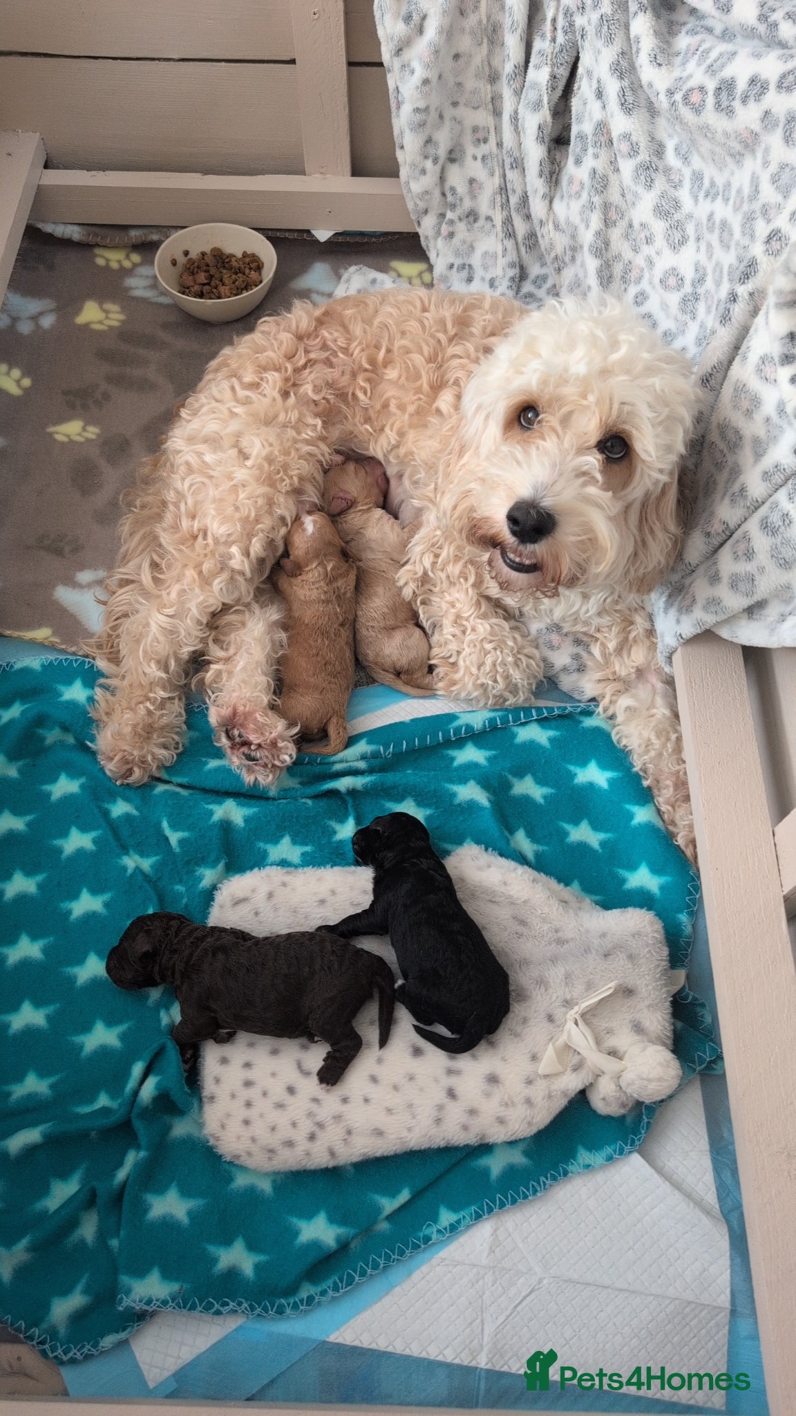 Cockapoo dogs Stunning puppies for sale  - Advert 1