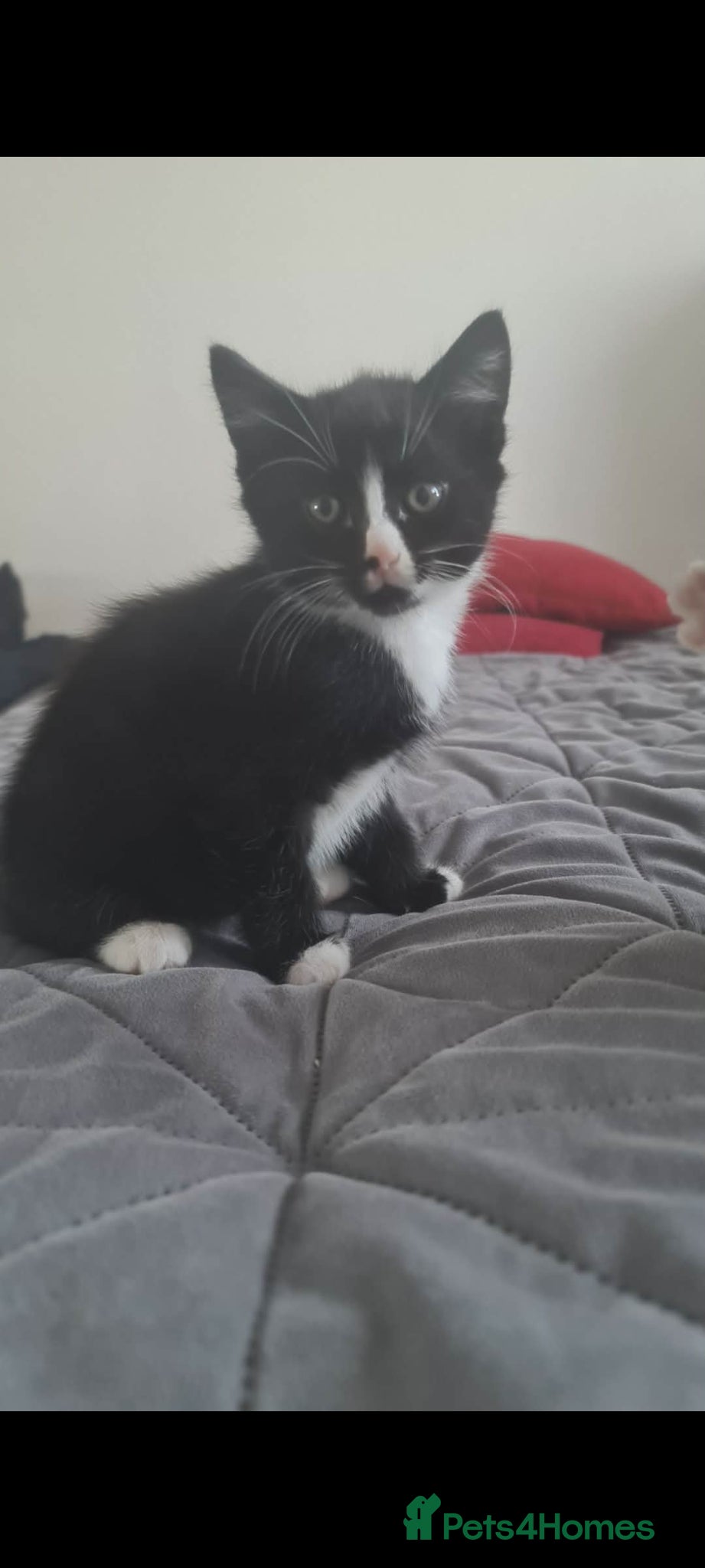 Mixed Breed cats British shorthair  - Advert 23