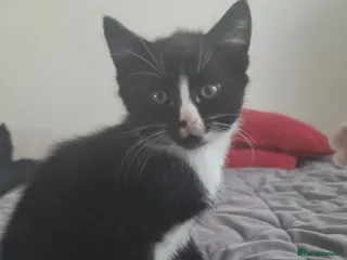 Mixed Breed cats British shorthair - Advert 23