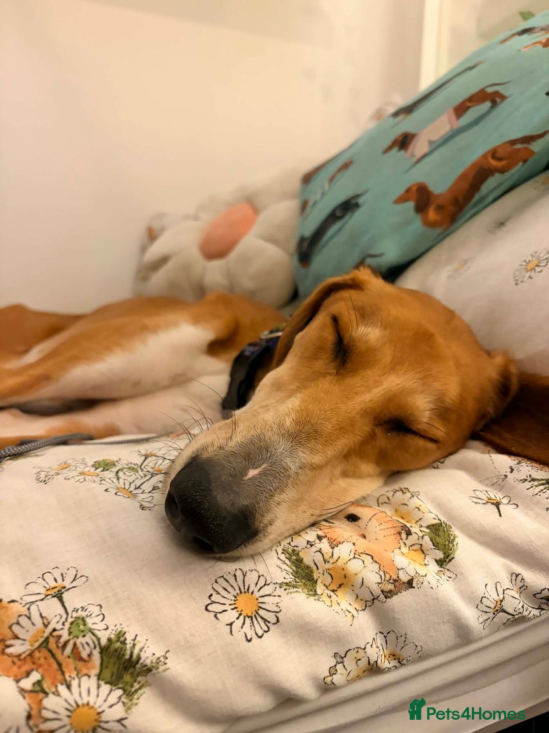 Mixed Breed dogs for adoption: Hector needs a loving home  - Advert 2