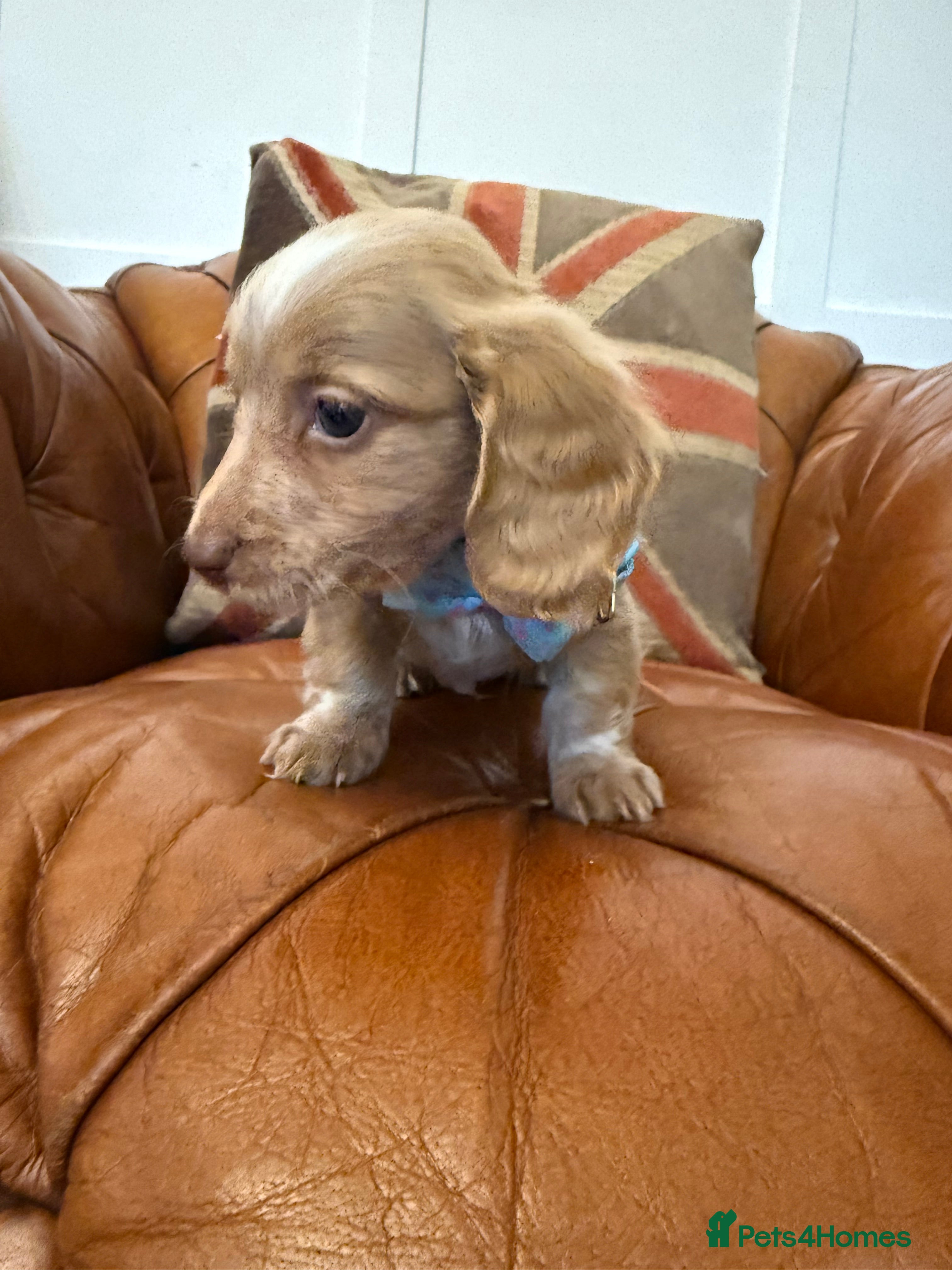 Miniature Dachshund dogs Stunning Longcoats 5 Star Reviews 5 Star Licensed - Advert 7