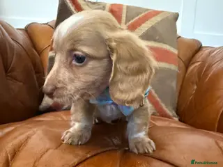 Miniature Dachshund dogs Stunning Longcoats 5 Star Reviews 5 Star Licensed - Advert 7