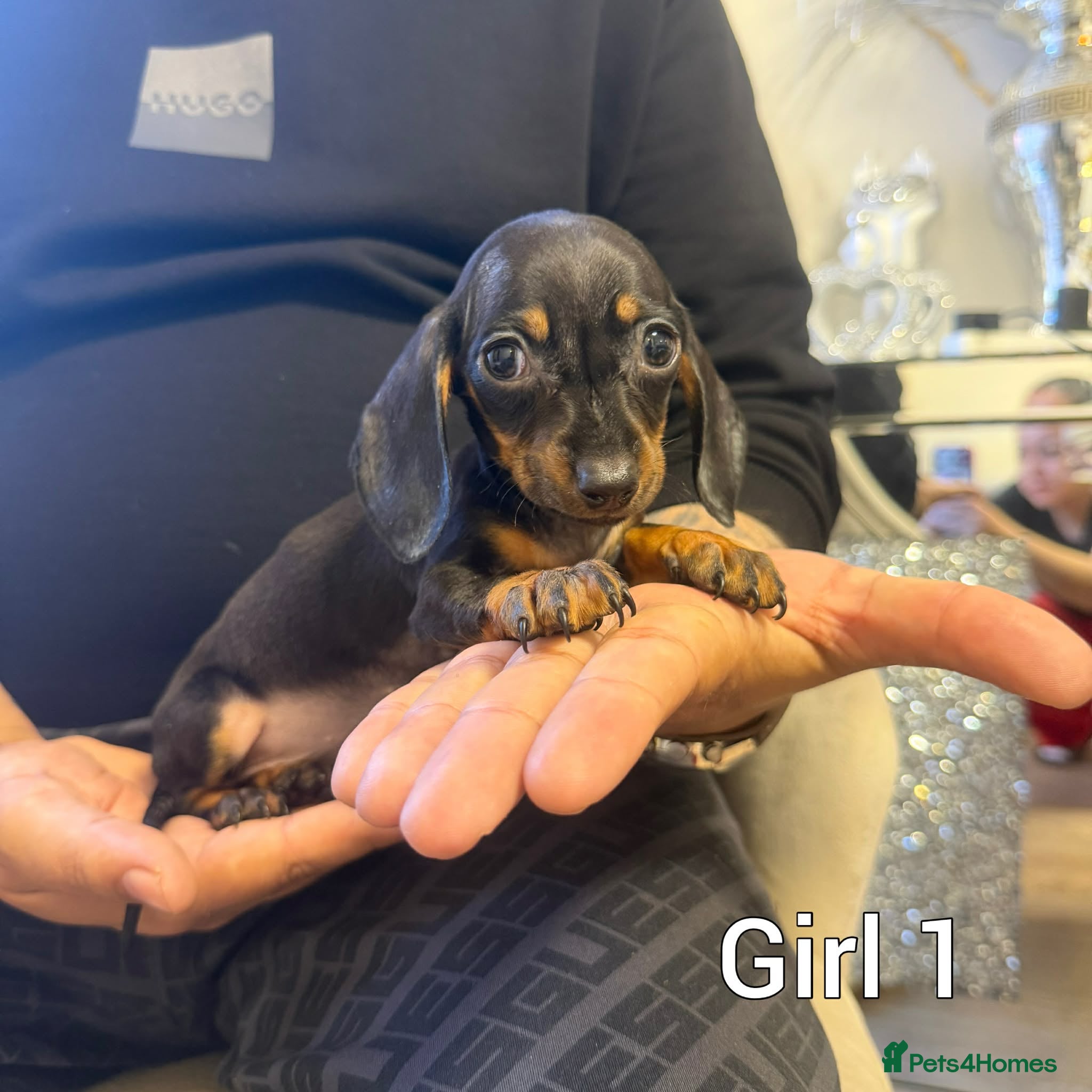 Miniature Dachshund dogs Miniature Dachshund - Advert 12