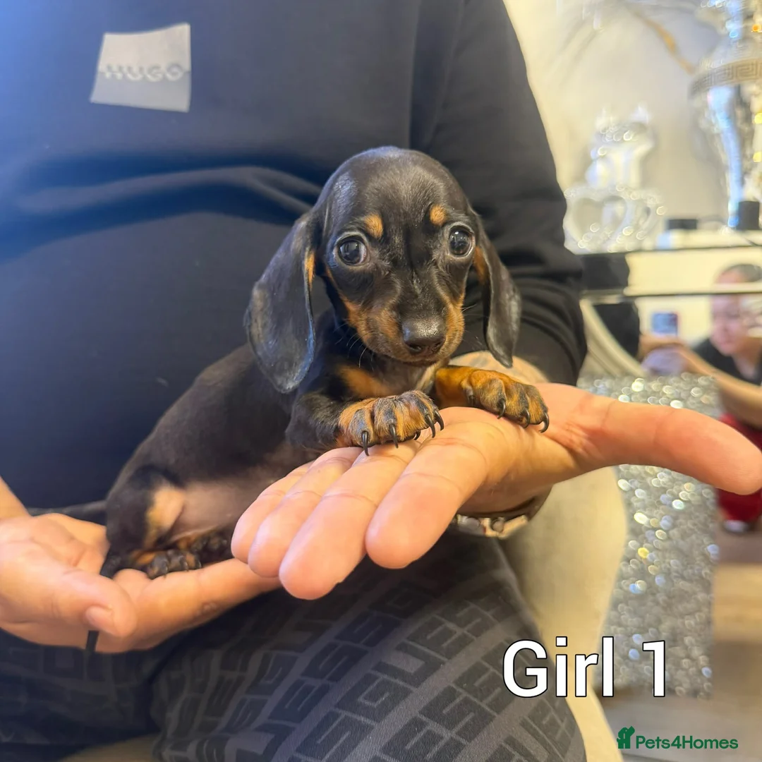 Miniature Dachshund dogs for sale: Miniature Dachshund - Advert 2
