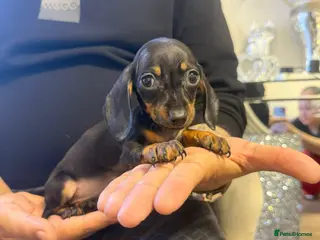 Miniature Dachshund dogs Miniature Dachshund - Advert 4