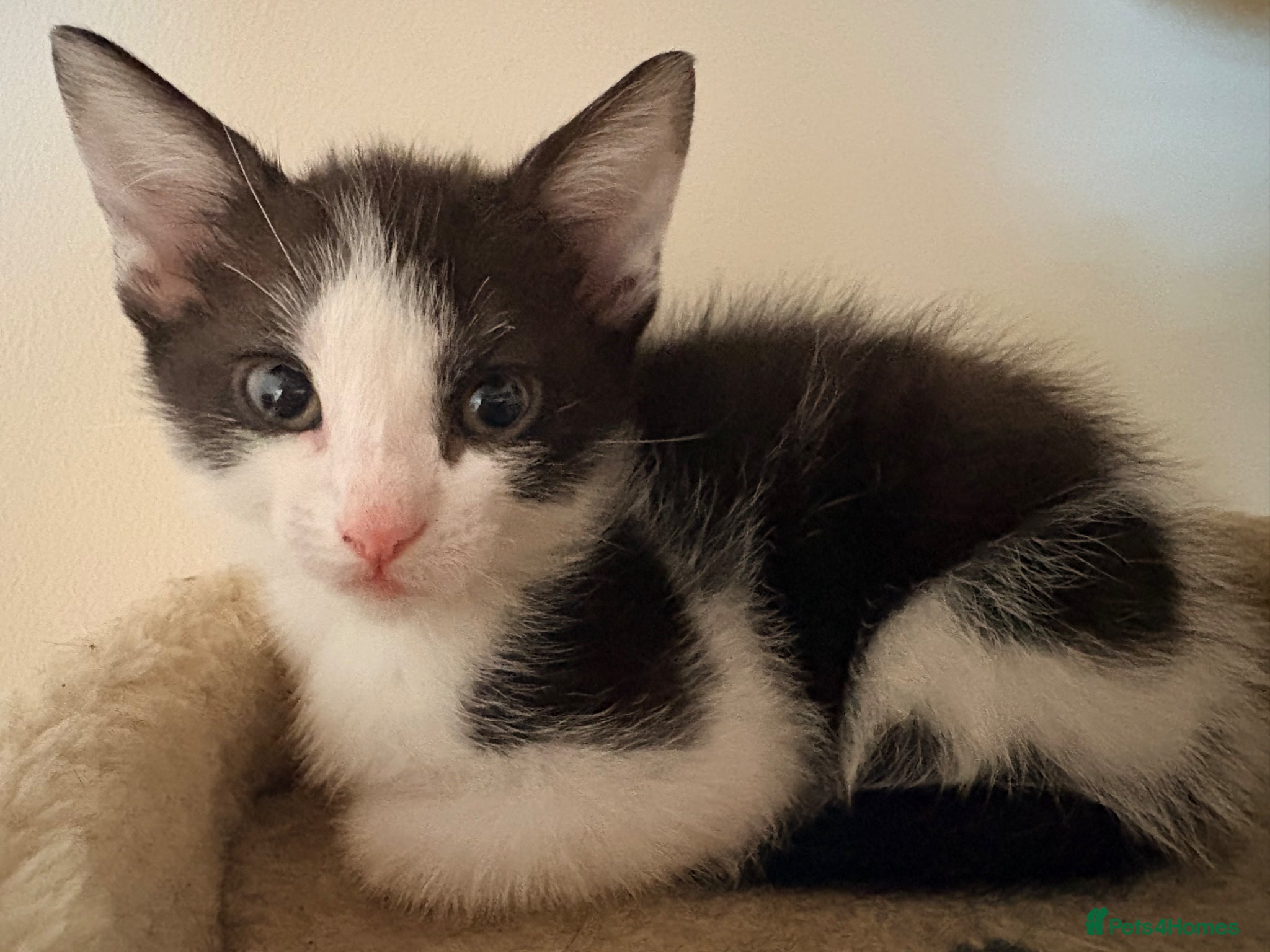 Domestic Shorthair cats 2 black and white kittens-ready - Advert 13