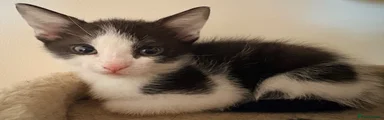 Domestic Shorthair Kitten 2