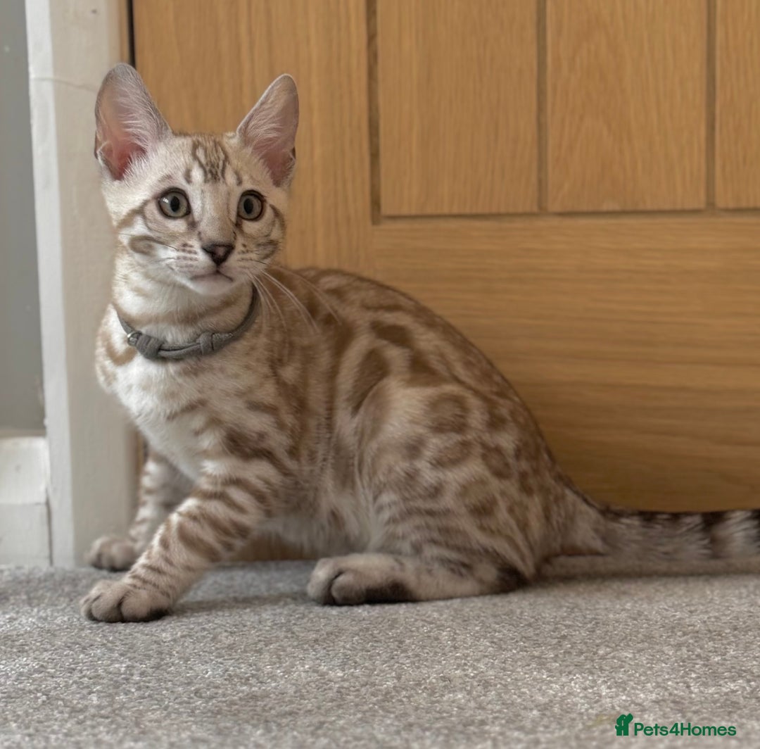 Bengal cats for sale: 🩶Stunning Silver Mink🩶 Bengal Male TICA Reg - Image 8