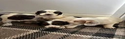 Sprocker dogs for sale: 🐾 Beautiful F2 Sprocker Spaniel Puppies 🐾 - Advert 5