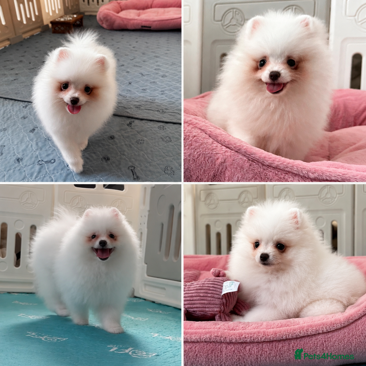 Pomeranian dogs Tiny White snow Pomeranian Puppies  - Advert 2
