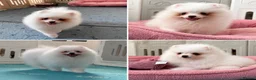 Pomeranian dogs for sale: Tiny White snow Pomeranian Puppies  - Advert 1