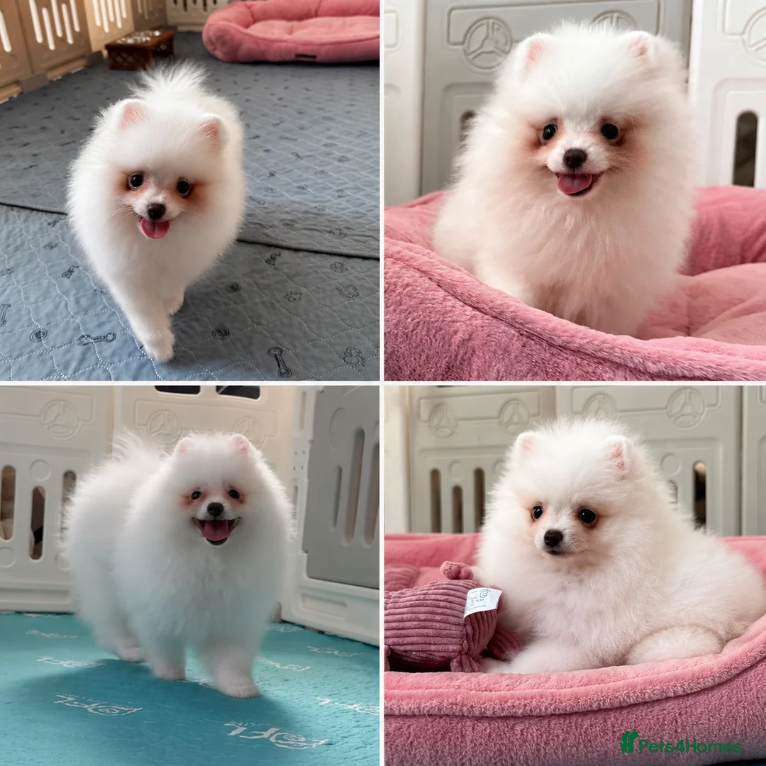 Pomeranian dogs for sale: Tiny White snow Pomeranian Puppies  - Advert 1