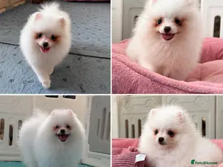 Pomeranian dogs Tiny White snow Pomeranian Puppies - Advert 9