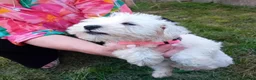 Miniature Schnauzer dogs for sale: KC Registered Miniature Shnauzers  in Preston - Advert 4