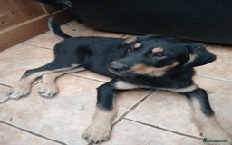 Huntaway dogs for sale: Pure huntaway puppies  - Image 2