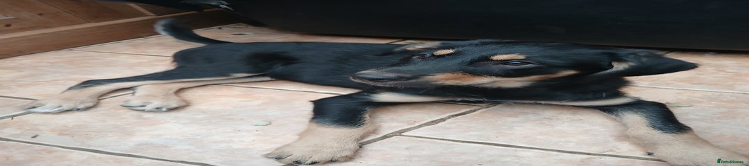 Huntaway Puppy 2