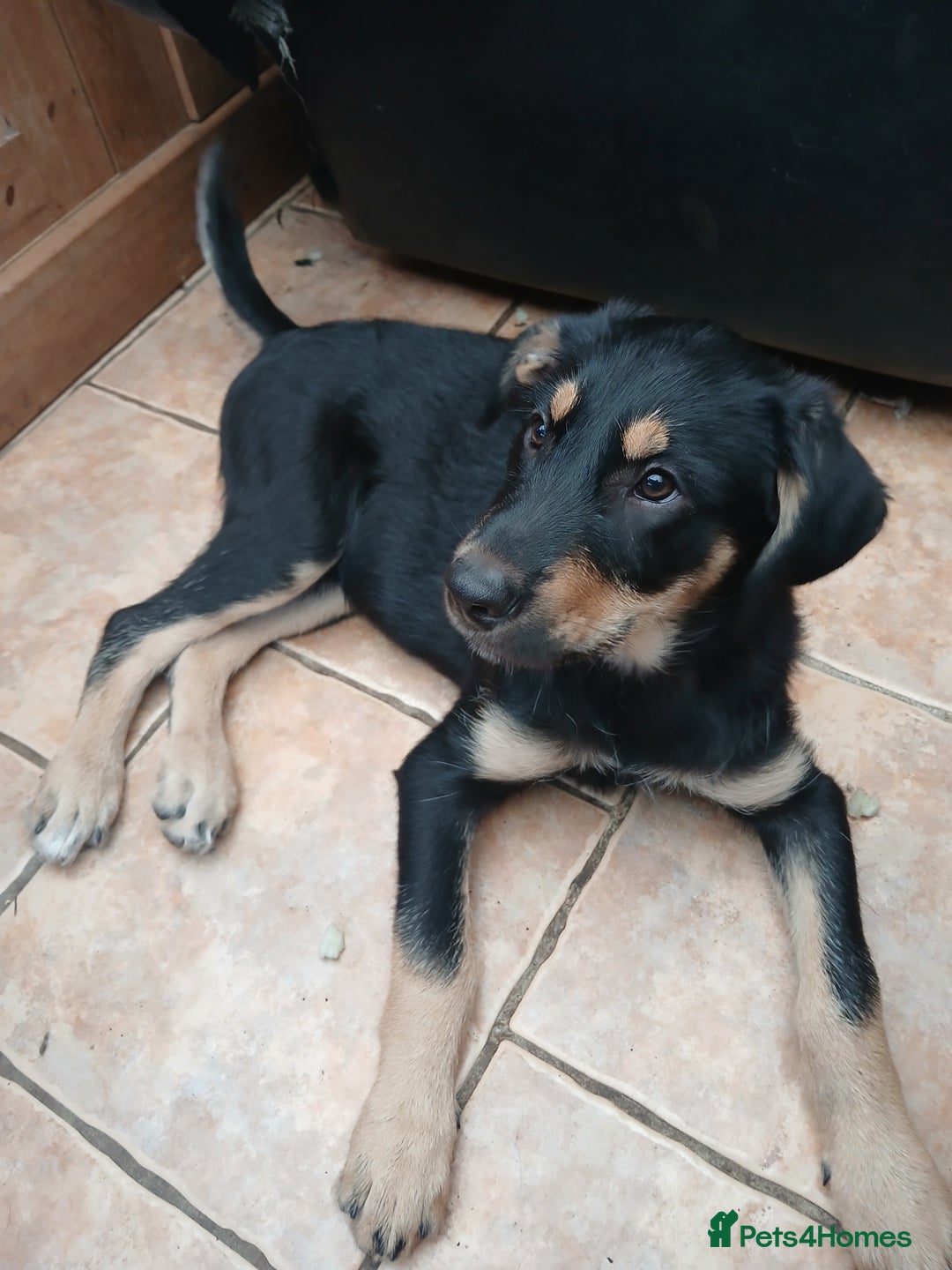Huntaway dogs for sale: Pure huntaway puppies  - Image 2