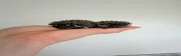 Pygmy Hedgehog rodents for sale: African Pygmy hedgehogs- litters in nest. - Advert 8