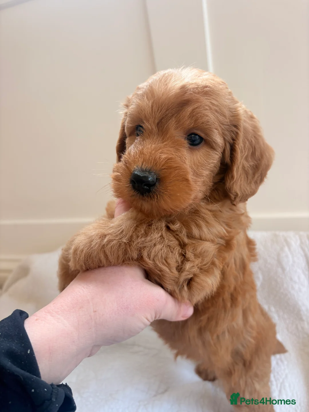 Labradoodle dogs for sale: LICENSED BREEDER QUALITY MINI LABRADOODLES - Advert 19