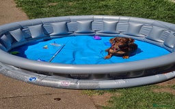 Dachshund dogs for sale: 3yr old male dashy needs experienced owner - Image 8