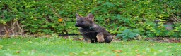 German Shepherd dogs for sale: German Shepherd puppies for sale!!! - Advert 10