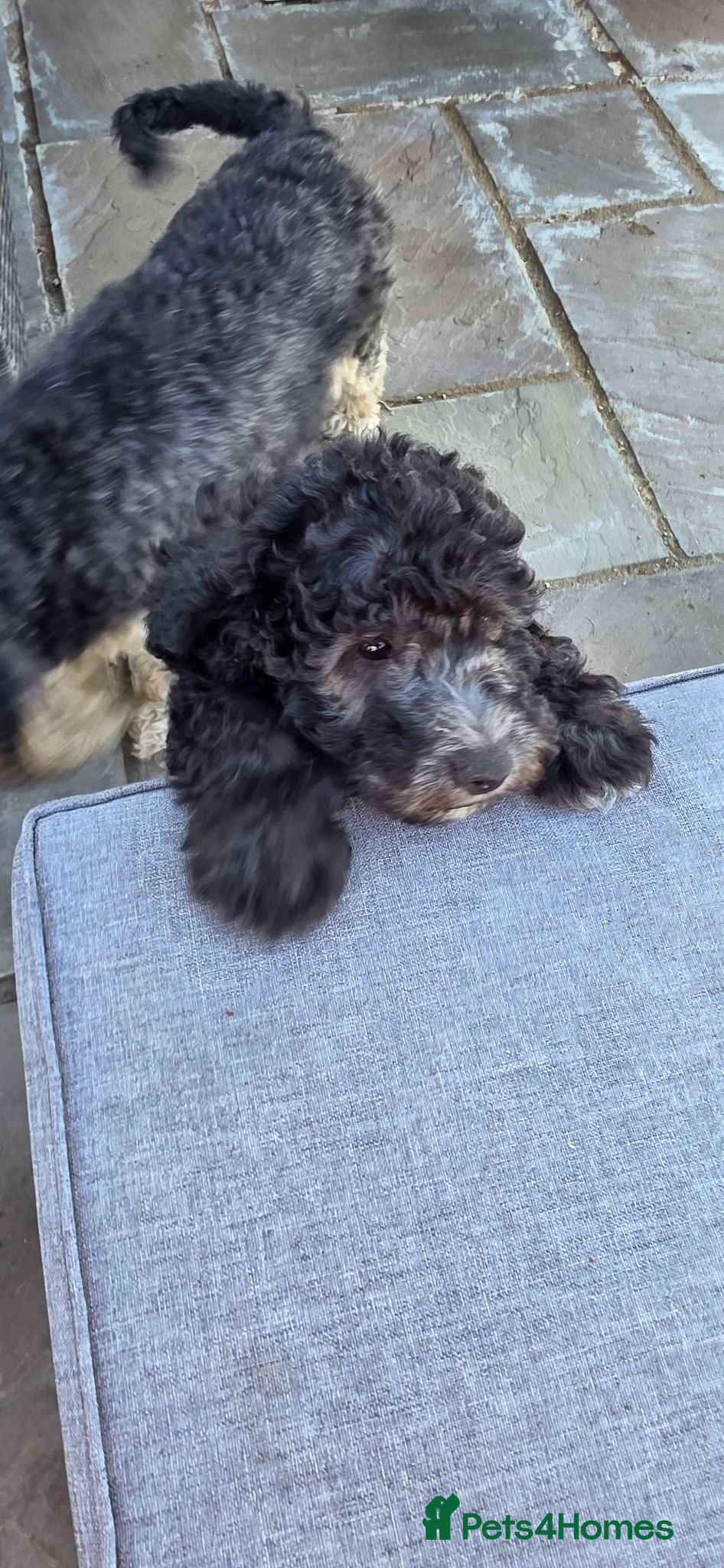 Cockapoo dogs 3 cockapoo Puppies Looking for Their Forever Homes - Advert 4