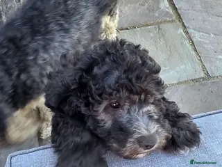 Cockapoo dogs 3 cockapoo Puppies Looking for Their Forever Homes - Advert 4