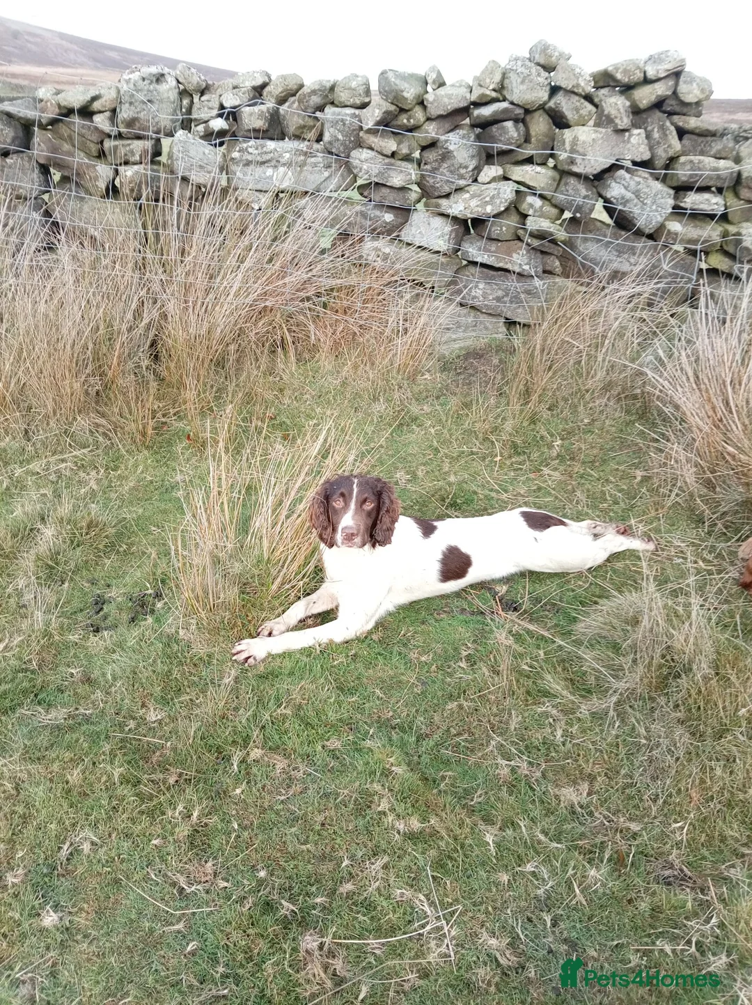 Springador dogs for sale: F1 springadors .  in Thirsk - Advert 19