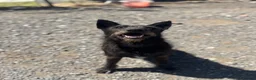 Mixed Breed dogs for adoption: Pascal is looking for a female adult-only home!  - Advert 2