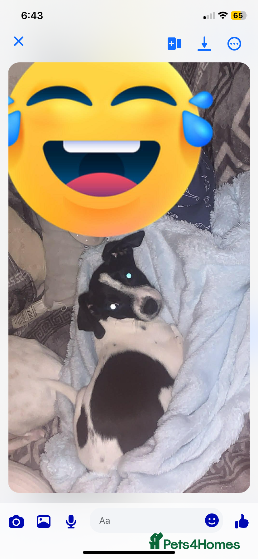 Jack Russell dogs Lovey Jack Russell boy spot  - Advert 1