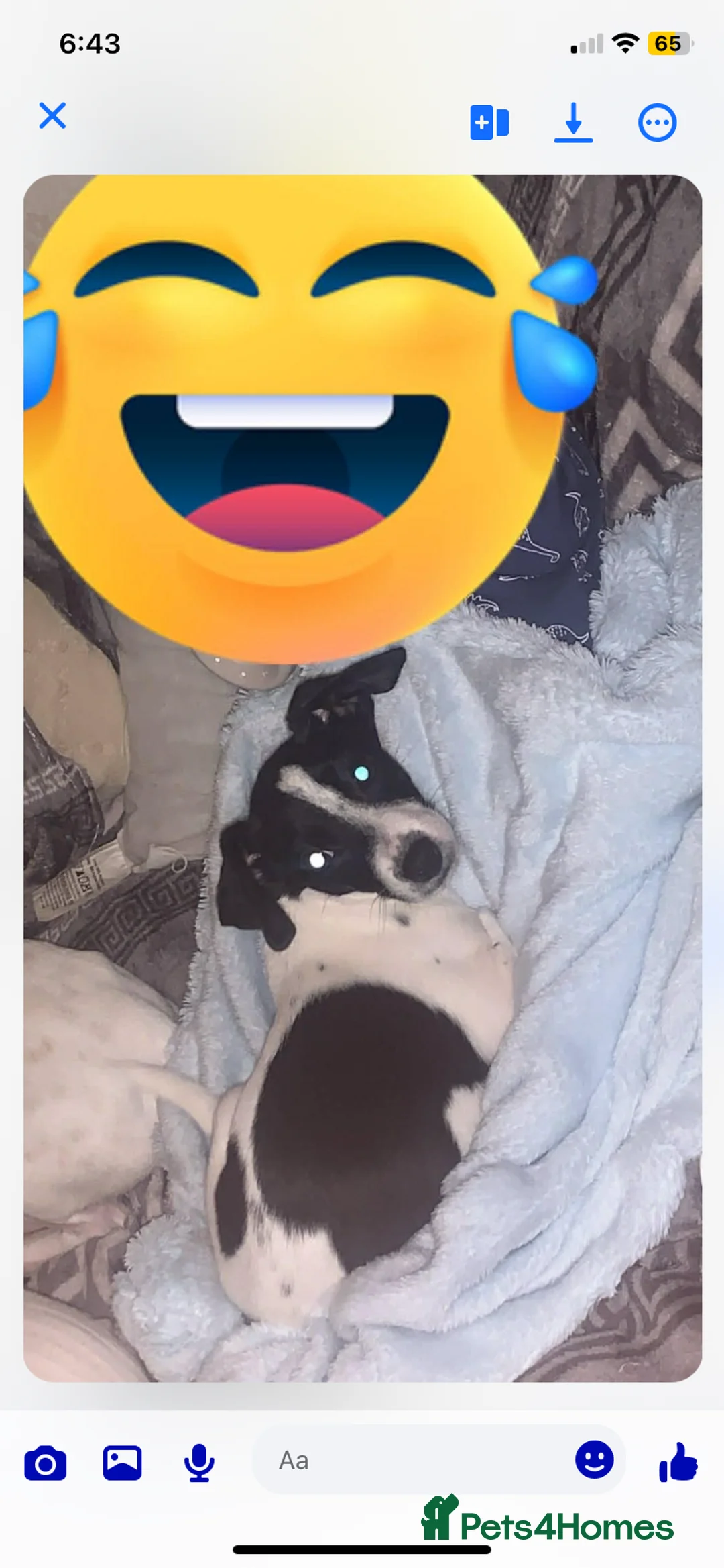 Jack Russell dogs for sale: Lovey Jack Russell boy spot  - Advert 1