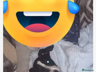 Jack Russell dogs Lovey Jack Russell boy spot - Advert 1