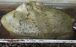 Frog reptiles for sale: Giant African bullfrog  - Image 3
