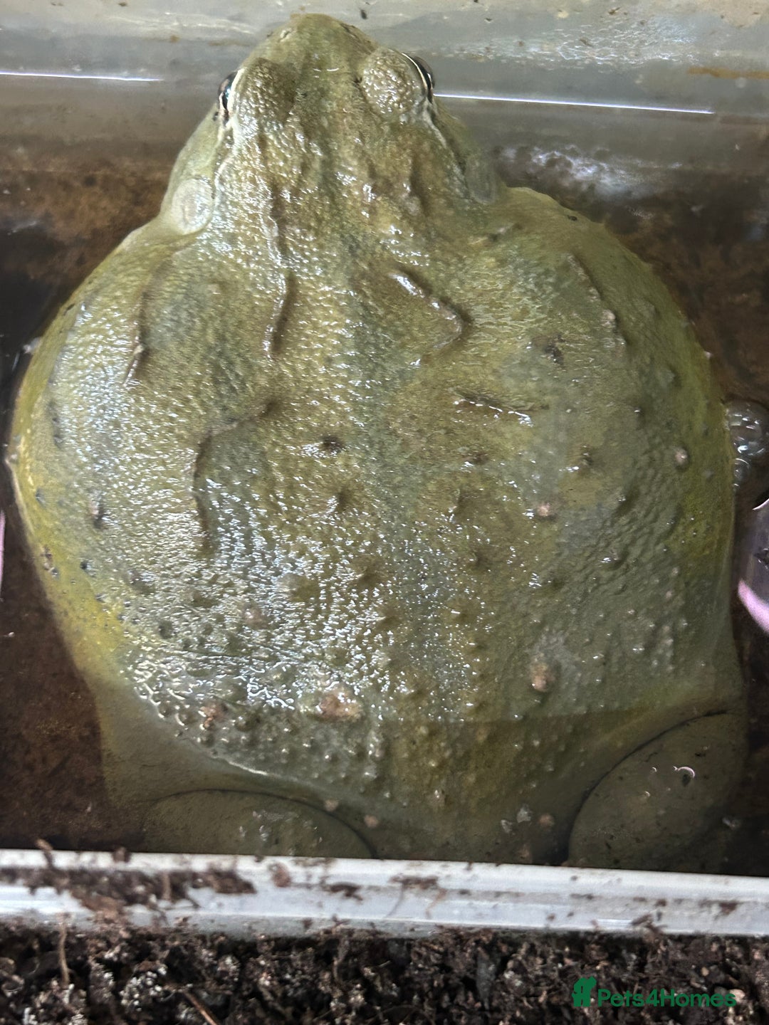 Frog reptiles for sale: Giant African bullfrog  - Image 3